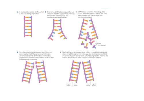 AQA A level Biology - Biological molecules 10 | Teaching Resources