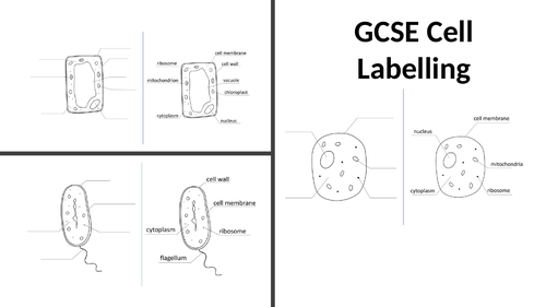 GCSE Biology Cell Structure Labelling Diagrams | Teaching Resources