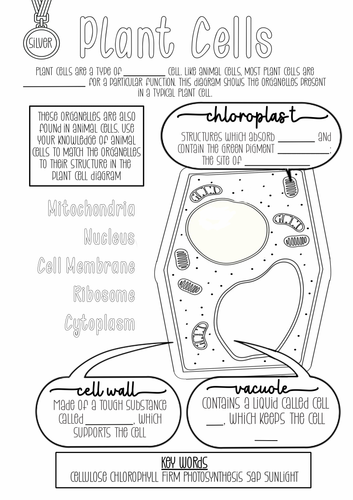 Animal and Plant Cell Differentiated Worksheets | Teaching Resources