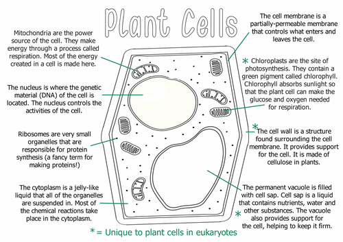 Animal and Plant Cell Differentiated Worksheets | Teaching Resources