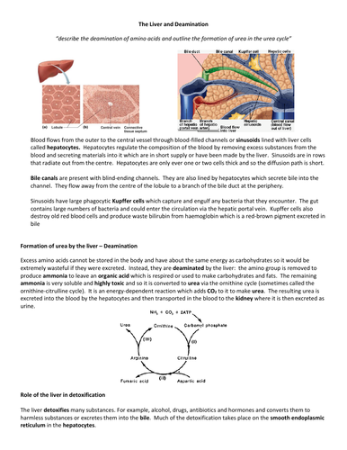 Homeostasis - Biology A Level: teacher ppt and student google Doc's ...