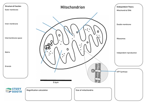 mitochondria diagram with labels