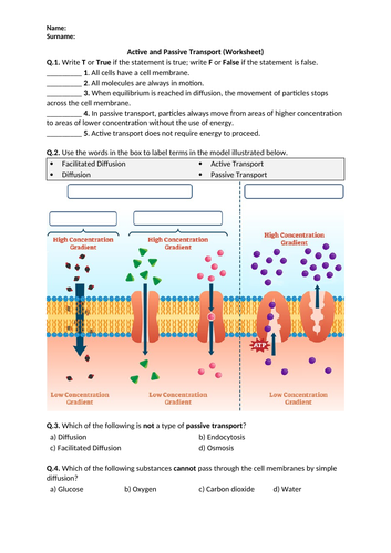 Active and Passive Transport - Worksheet | Printable and Distance Learning