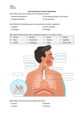 Human Respiratory System - Worksheet | Printable and Distance Learning