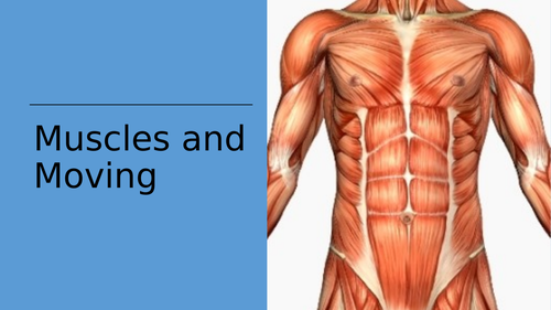 Exploring Science 7C – Muscles and Bones | Teaching Resources