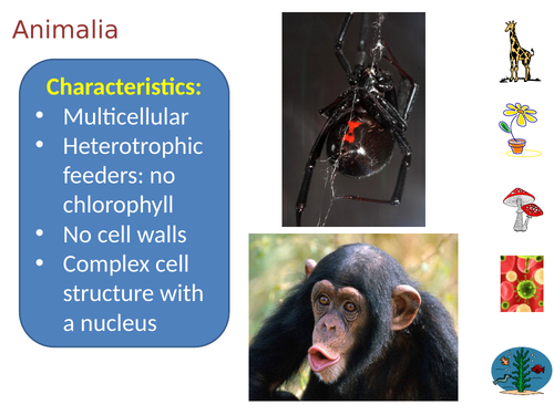 Exploring Science 8D – Unicellular Organism | Teaching Resources