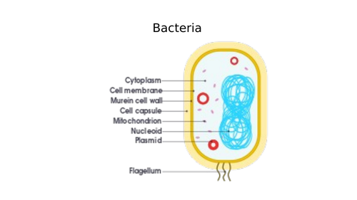 Exploring Science 8D – Unicellular Organism | Teaching Resources