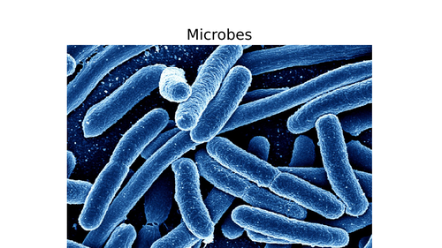 Exploring Science 8D – Unicellular Organism | Teaching Resources