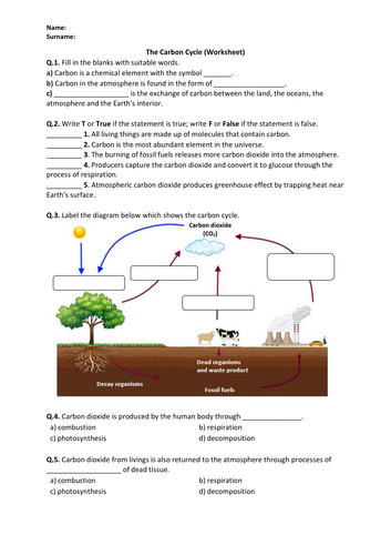 The Carbon Cycle Worksheet Printable and Distance Learning