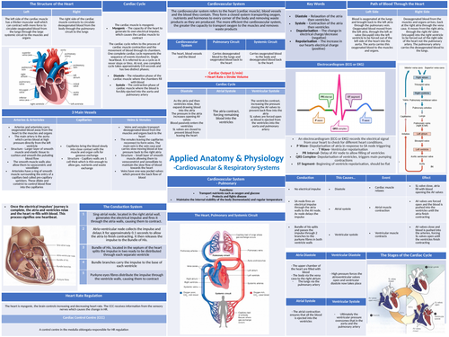 OCR A Level PE Knowledge Organiser Cardiovascular System