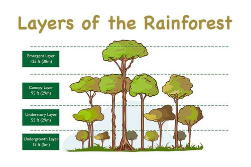 Tropical Rainforests Introduction and Layers Lesson | Teaching Resources