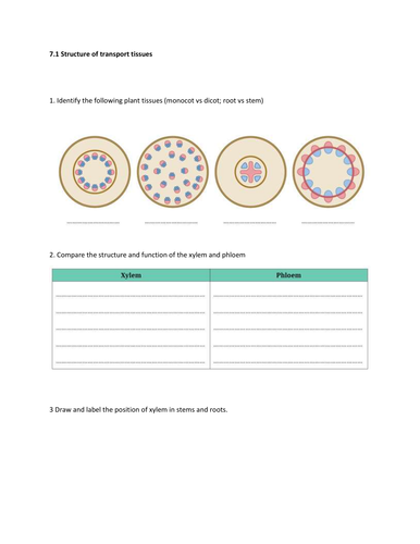AS Biology-Topic 7-Structures of transport tissues- Worksheet and Mark ...