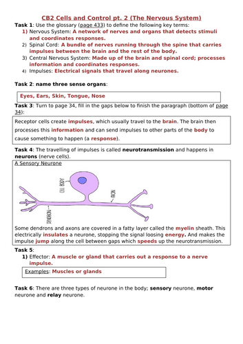 CB2 Cells and Control Revision Sheet, Edexcel Combined Science: Biology ...