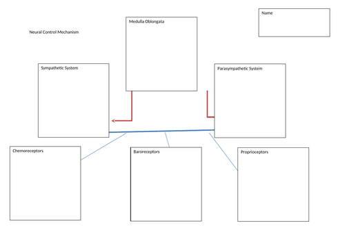 AQA A Level PE Cardiac Conduction System and Receptors