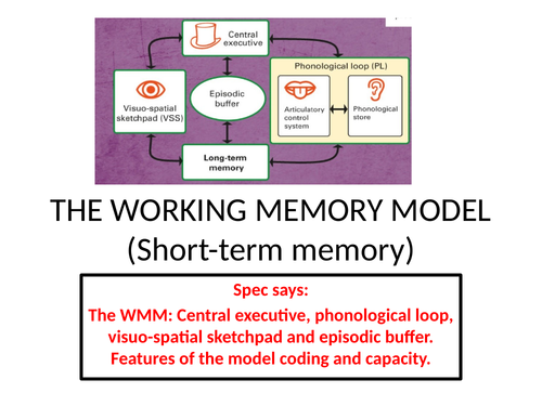working memory model essay plan