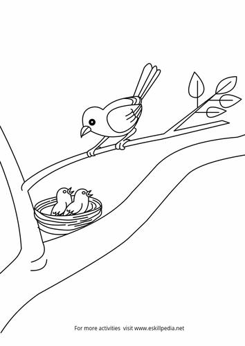 Birds Coloring Activities