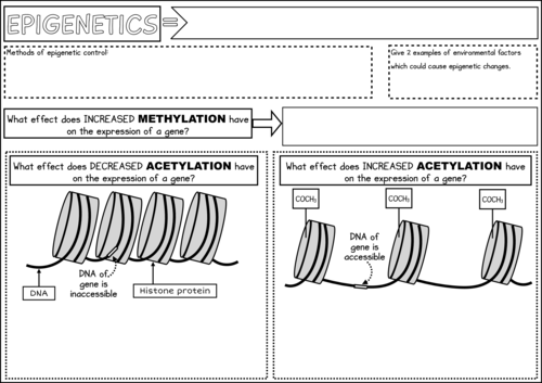 Epigenetics A2 AS Biology Summary Worksheet Teaching Resources