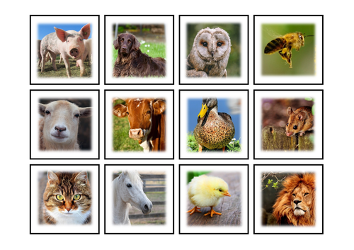 Animals and their Sounds Cards | Teaching Resources