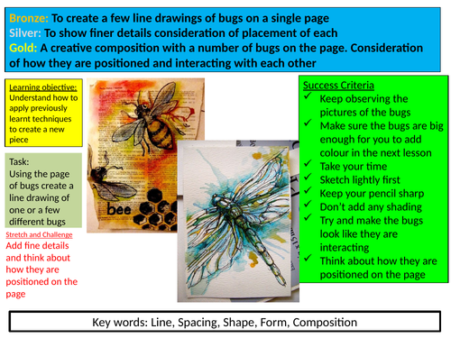 Insects scheme for Art and Design | Teaching Resources
