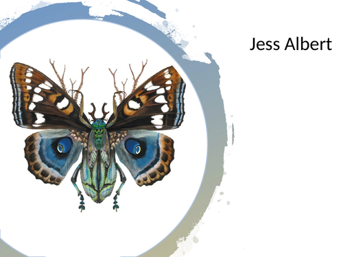 Insects scheme for Art and Design | Teaching Resources