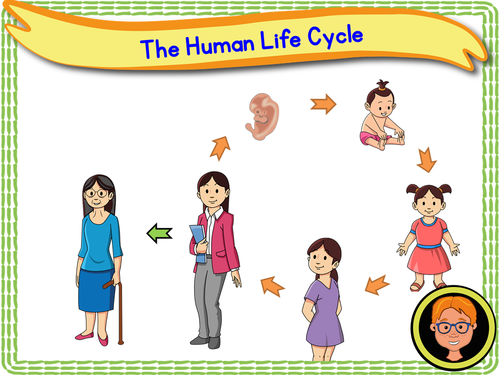 Human Life Cycle Ks1 Teaching Resources 