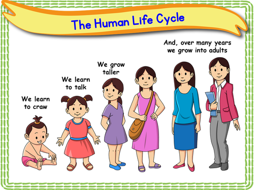 Human Life Cycle Ks1 Teaching Resources 