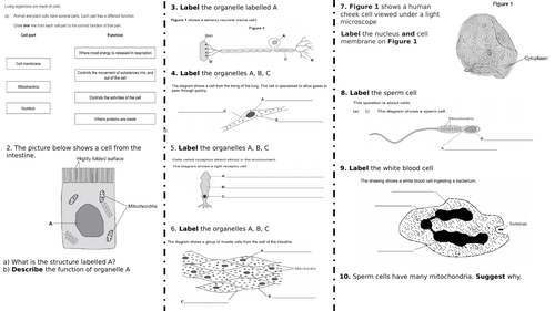 Eukaryotic Cells - Structure & Function worksheet