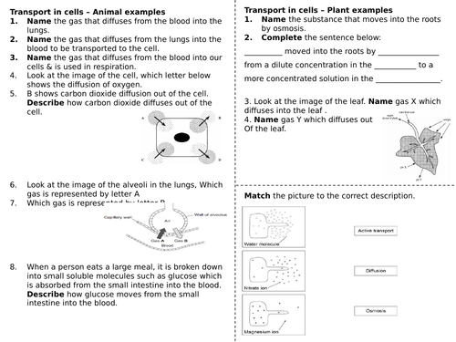 Cell Transport - Worksheet