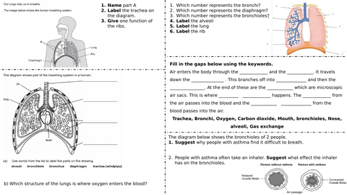 structure-of-the-lungs-worksheet-teaching-resources