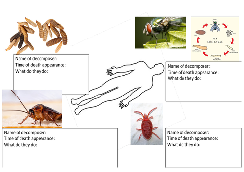 Activate 3 - B3 - Detection in Biology -  Time of Death