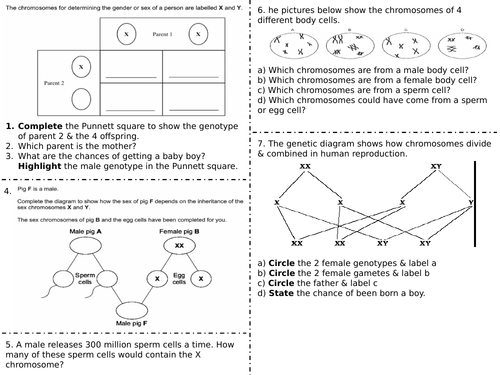 Inheritance Of Sex Spec 6 Aqa Worksheet Handf Teaching Resources 7431