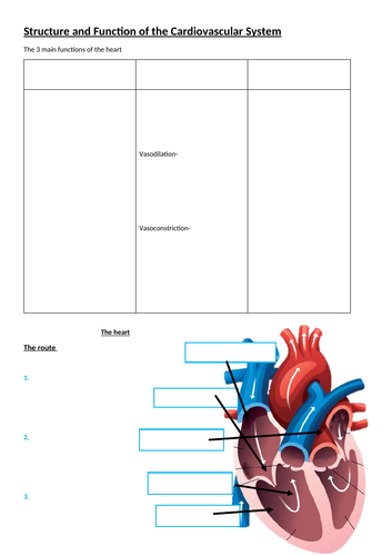 GCSE PE Structure and function of the heart | Teaching Resources