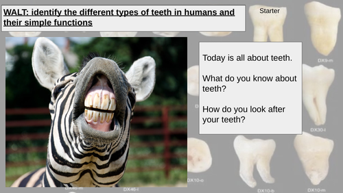 Year 4 science - Animals Including Humans - Teeth and their roles