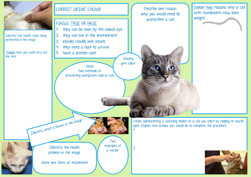 Animal Care: Cat Revision Teaching Resources
