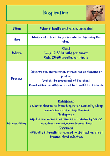 Animal Care: Respiration Flashcard | Teaching Resources