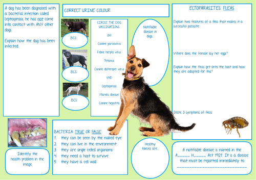 Animal Care: Dog Revision | Teaching Resources