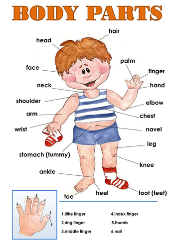 Body Parts Poster for Primary Classes | Teaching Resources