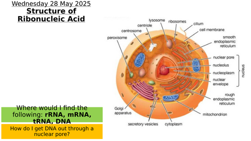 8.3 - The Structure of RNA