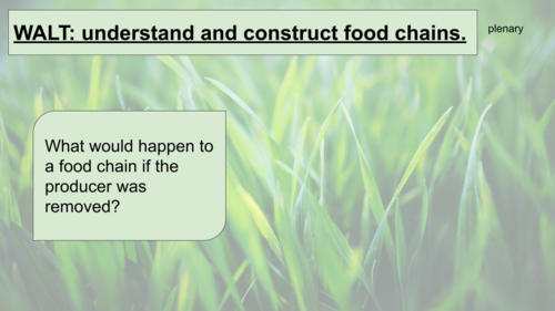 Year 4 Animals Including Humans Food chains