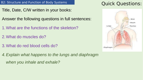 Year 7 - Activate - Structures and Functions of Body Systems | Teaching ...
