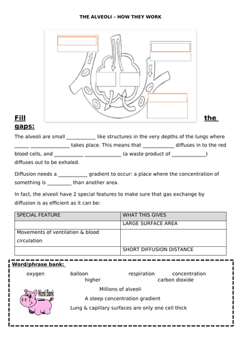 Year 7 - Activate - Structures and Functions of Body Systems | Teaching ...