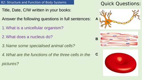 Year 7 - Activate - Structures and Functions of Body Systems | Teaching ...
