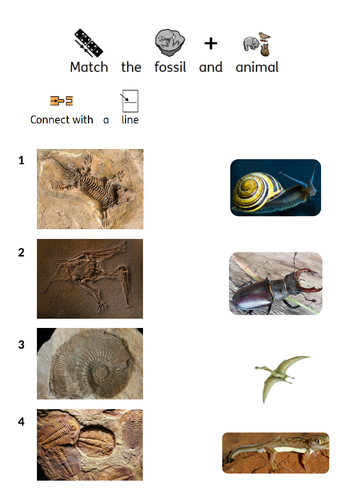 SEN Science Lesson: Matching fossils and animals Teaching Resources