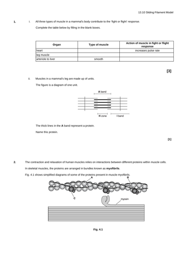 OCR Biology A- 13.10 Sliding Filament Model