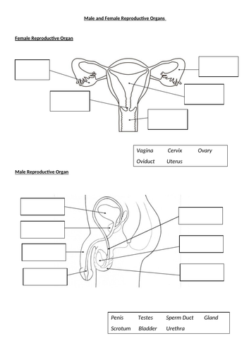 Female And Male Reproductive Systems Teaching Resources 0788