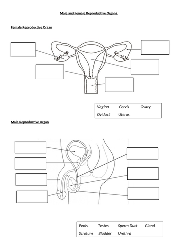 Female and male reproductive systems | Teaching Resources