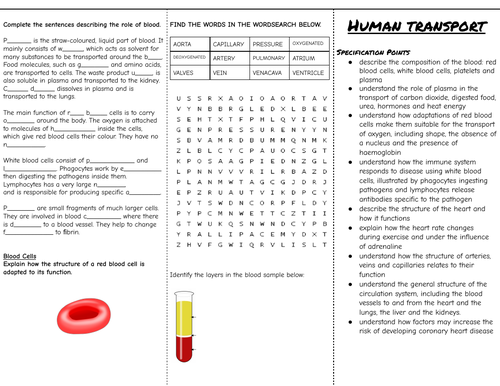 Human Transport System Revision Leaflet (GCSE) | Teaching Resources