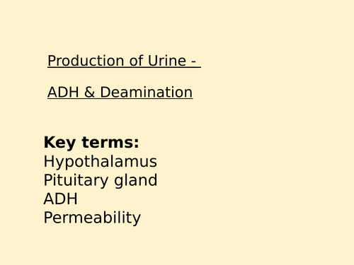 They Kidney Production of Urine - Antidiuretic Hormone (ADH) & Deamination