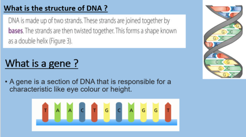 Mutations - GCSE | Teaching Resources