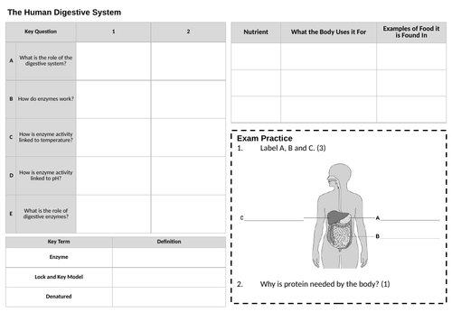 AQA GCSE Digestive System Revision Session Free Sample | Teaching Resources